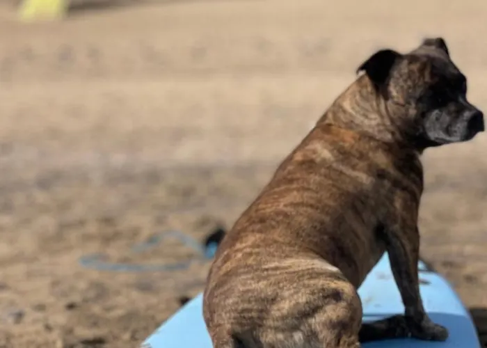Casa Atom A Pochi Passi Dall'oceano *